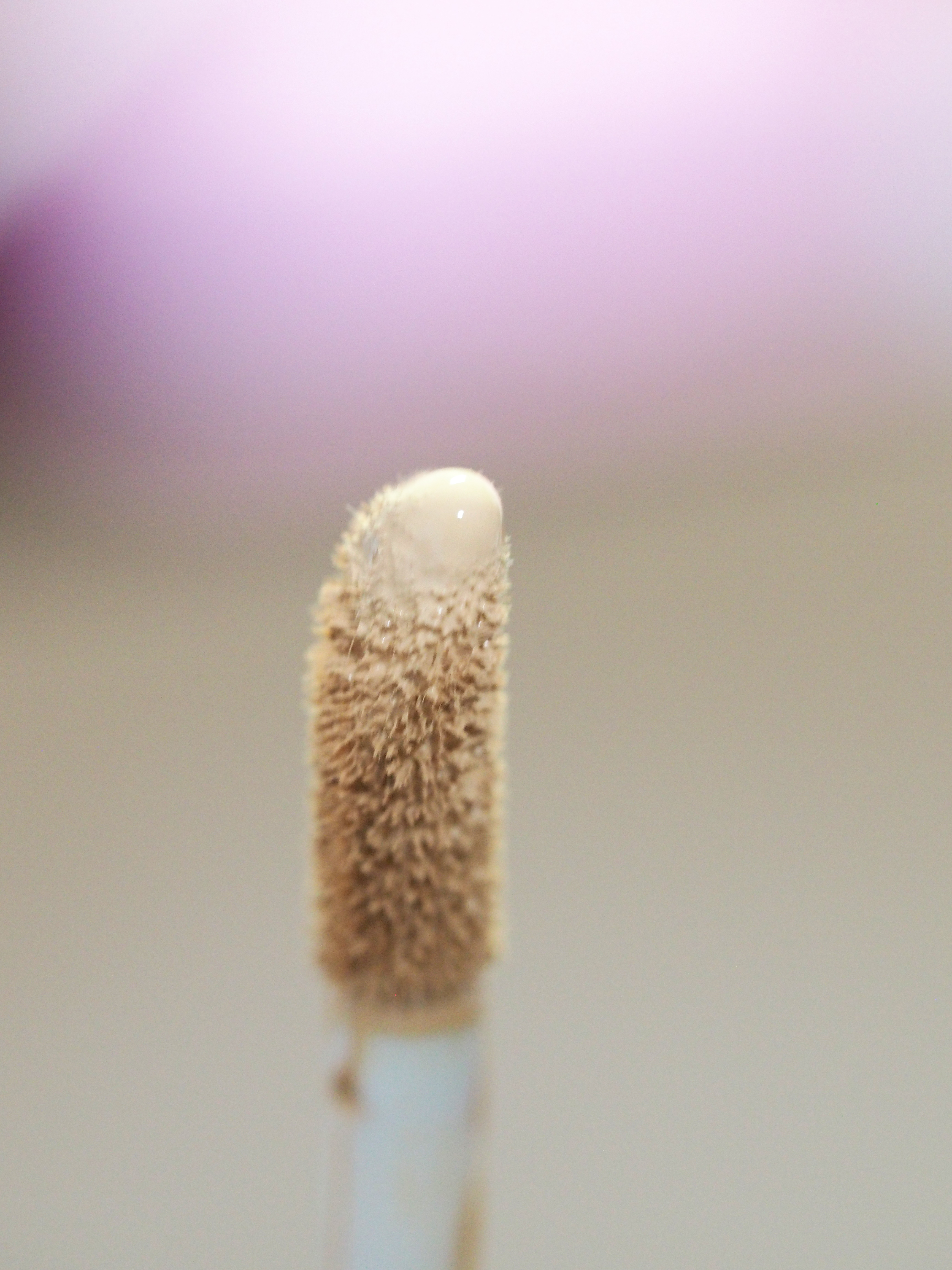 the SAEM Cover Perfection Tip Concealer review