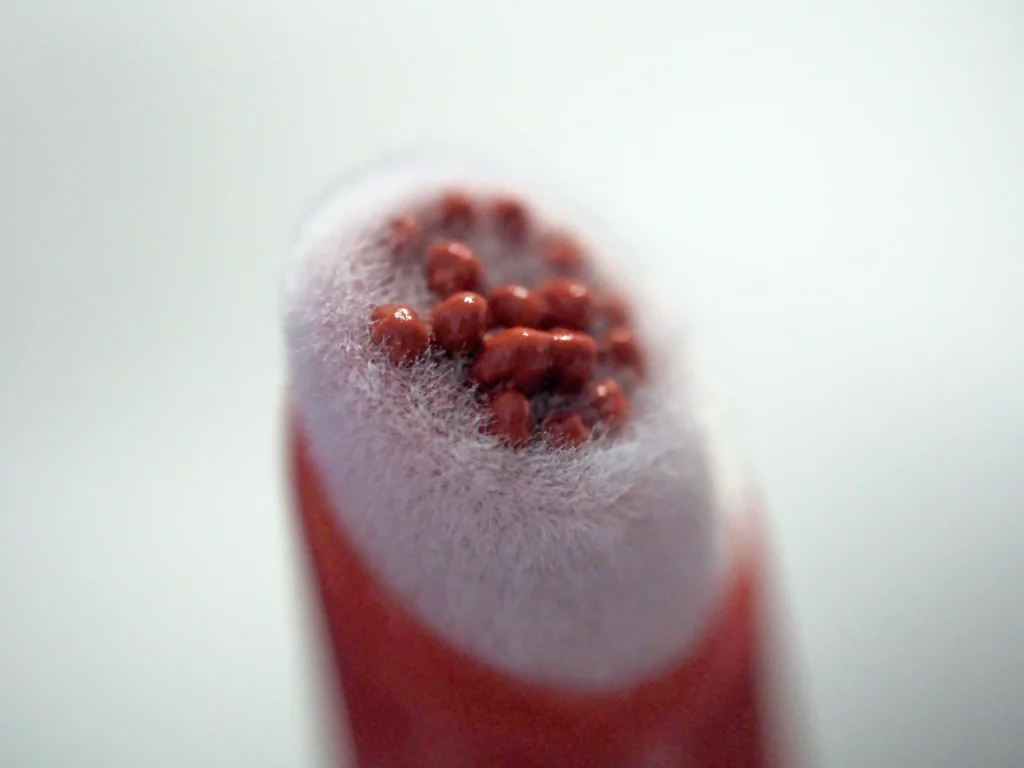 MEMEBOX I'M MEME I'M Tic Toc Tint Lip Cashmere review