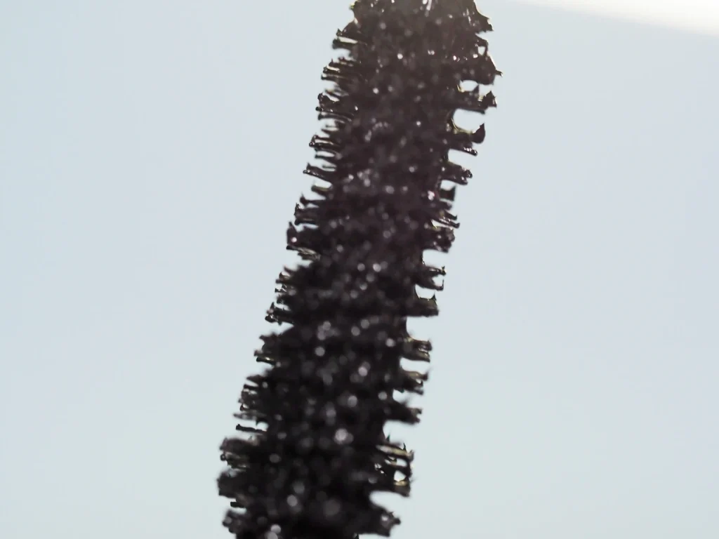 L’Oréal Paris Voluminous Lash Paradise review